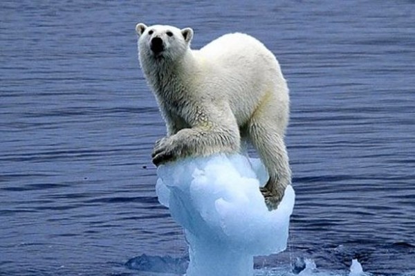 Image from http://www.mirror.co.uk/news/uk-news/polar-bear-clings-tight-iceberg-882963