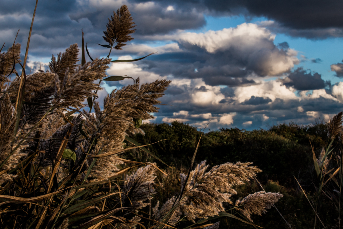 These are quintessential Montauk fall elements for me — cat-tails, dynamic clouds and warm afternoon light. Photo: Nate Best.