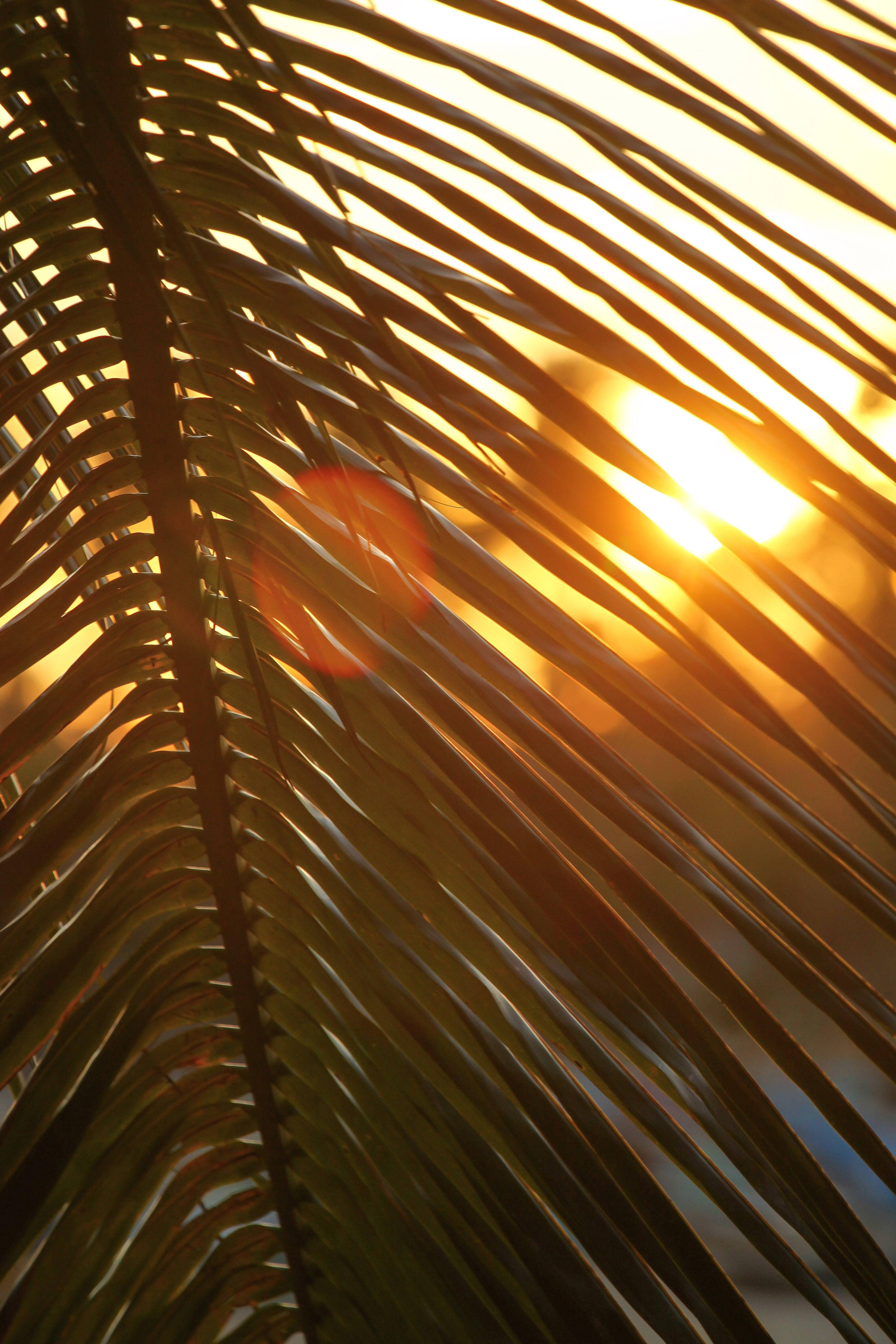 The sun shines trough a palm tree on Hikkaduwa beach. Photo: Charlie Malmqvist.