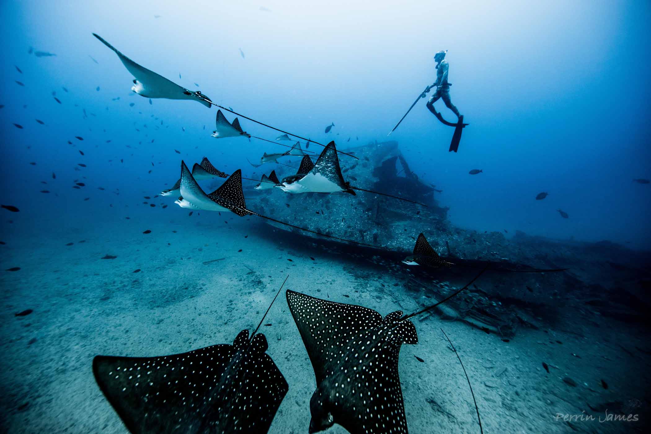 Right outside of Polkai Bay, on the Westside of Oahu, there is an old destroy and these eagle rays make giant circles around the wreck. Photo: Perrin James.