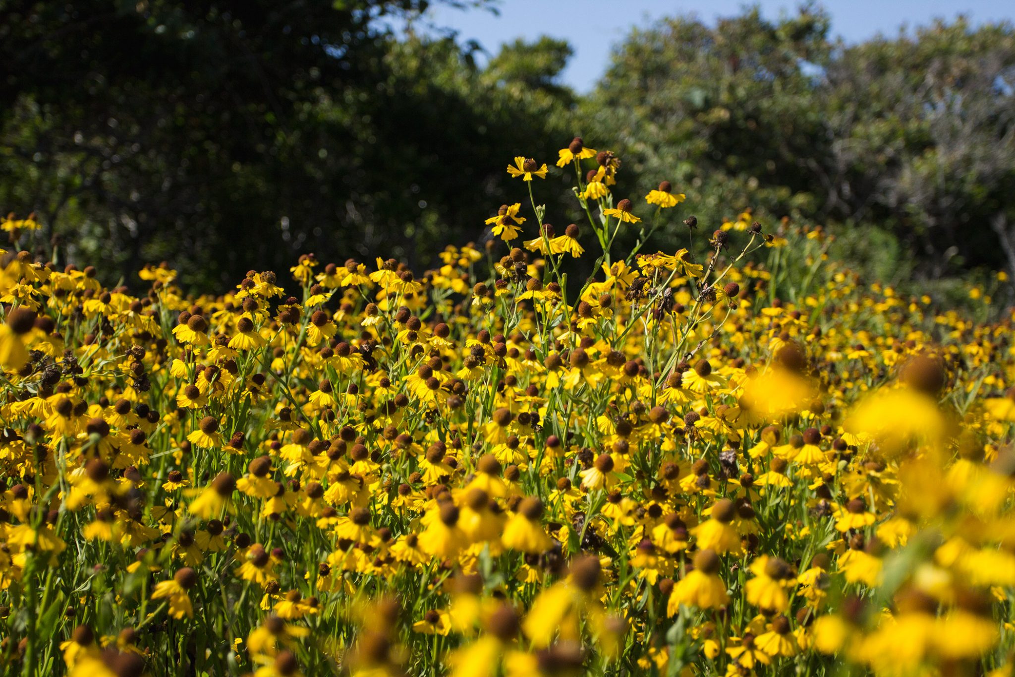 Wildflowers along the paths highlight the landscape. 