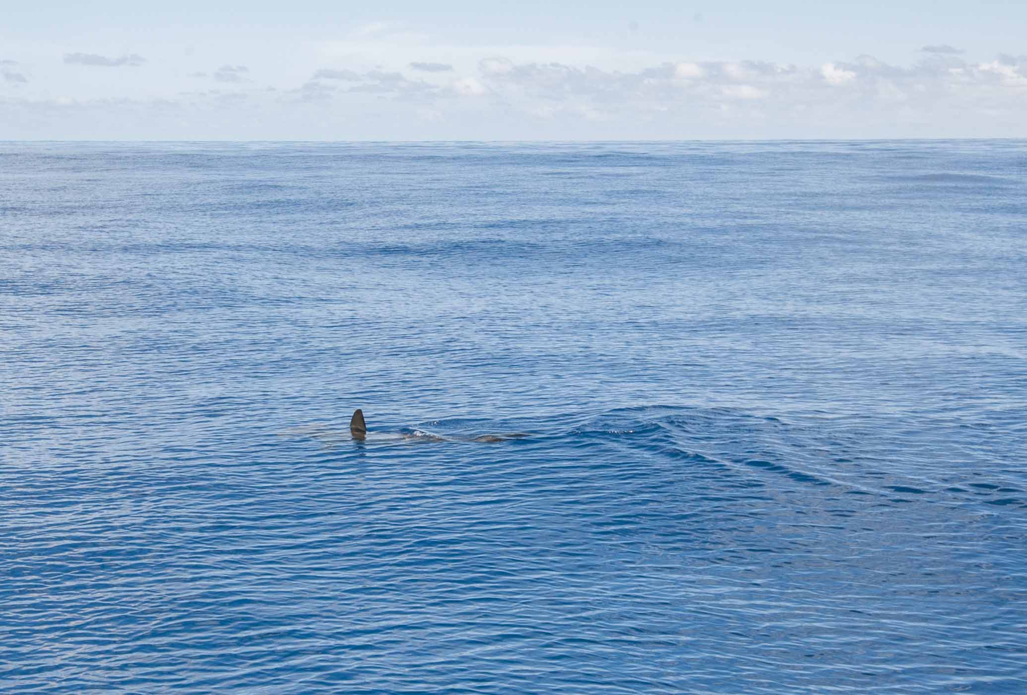 Hammerhead cruising just below the surface in the deep ocean.