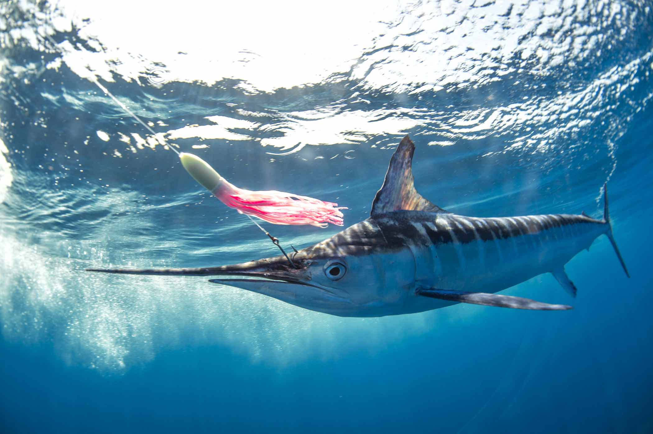 White Marlin, coming up to the surface.