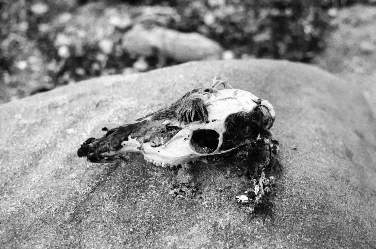 Deer skull. Photo: Hunter Orahood.