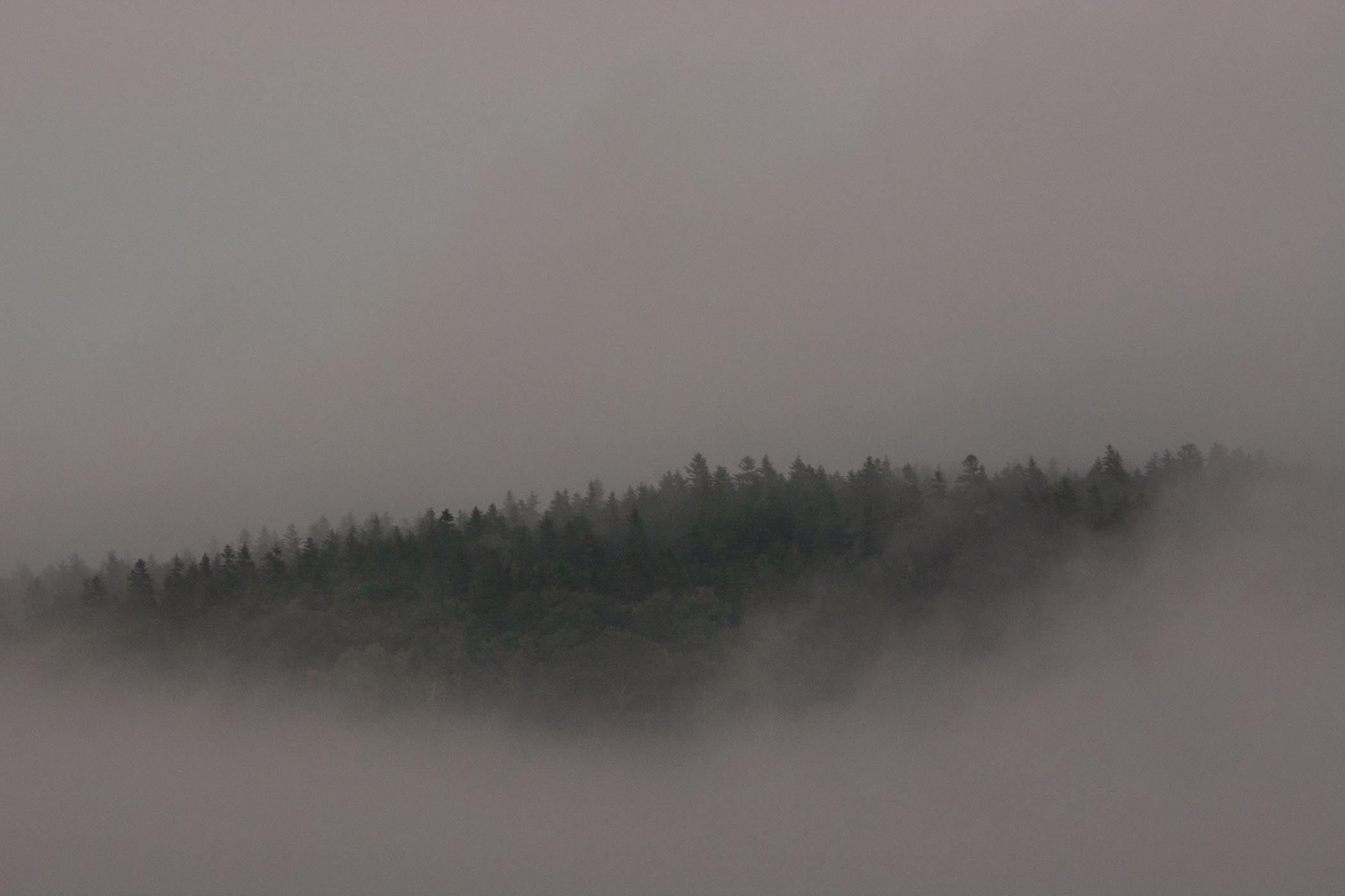 Trees and fog. Photo: Luke Ormand