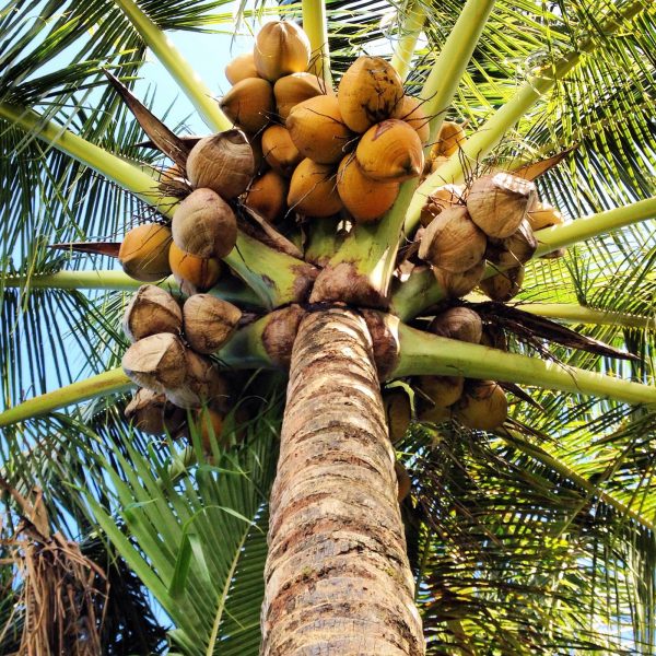 Coconut_0188