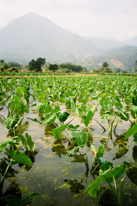 Taro fields. Photo: Grant Monahan