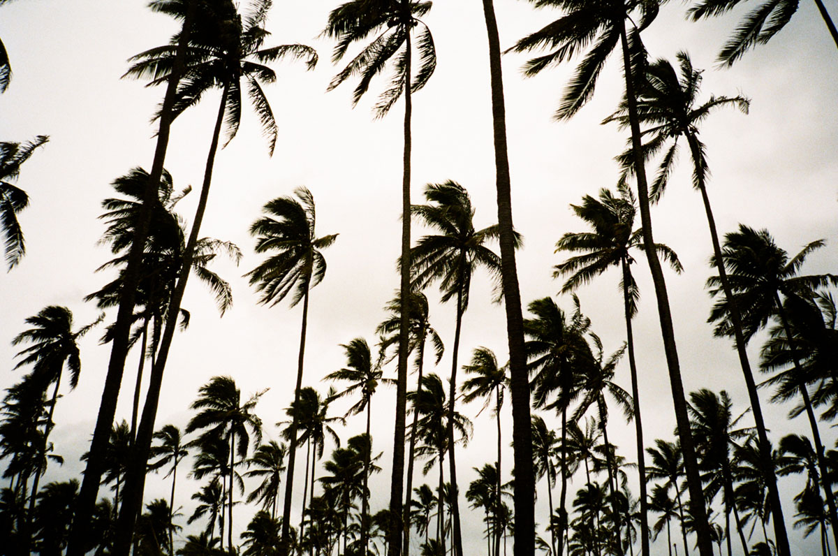 Palm grove. Photo: Grant Monahan