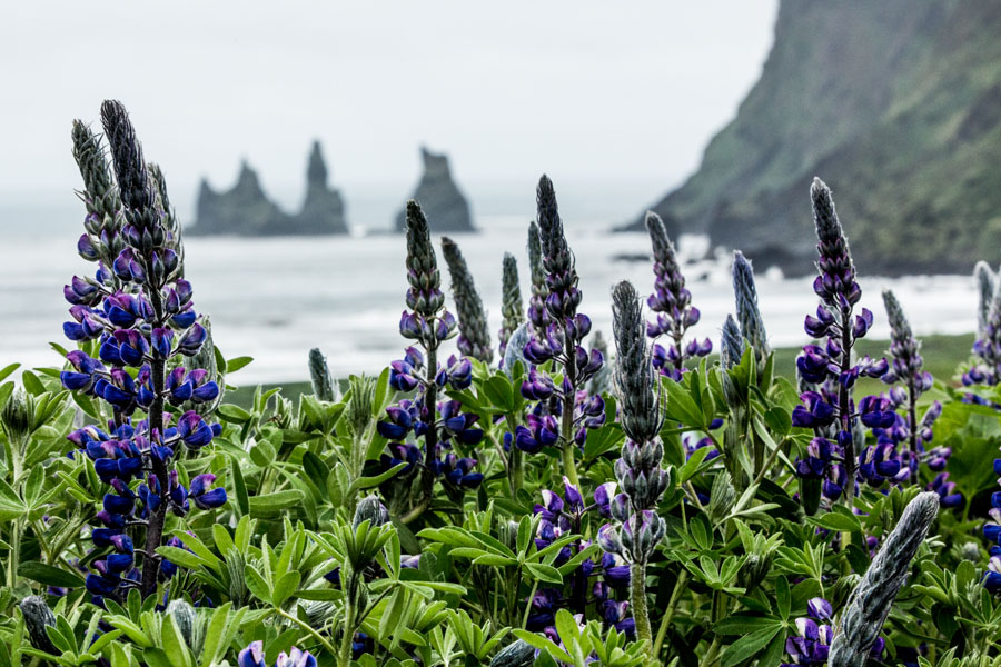 Wildflowers and rock out croppings. Photo: Nate Best