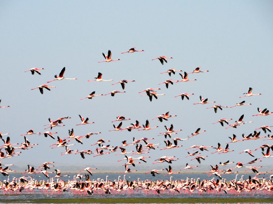 Some of the most bizarre birds with their elongated necks and awkwardly balanced legs, these flamingos gather by the thousands here in the lagoon to feed each day. Photo: Ryan Watters