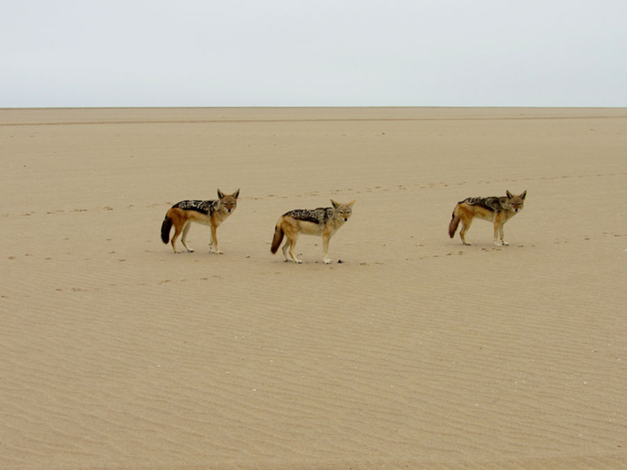 From crusty old shoes to dead seals on the beach, packs of wild jackals roam the immense barren area while scavenging for food. Photo: Ryan Watters
