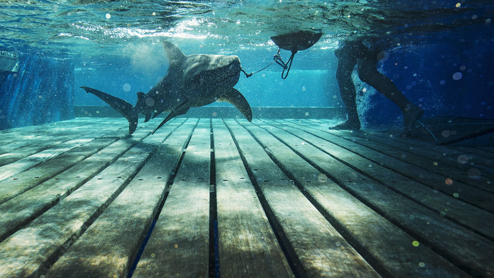 Whalebone bay. OCEARCH. Save the Ocean: great White. Apex Predators in Ocean.