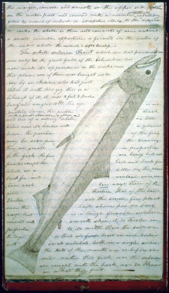 White Salmon Trout from Lewis & Clark's explorer's journal