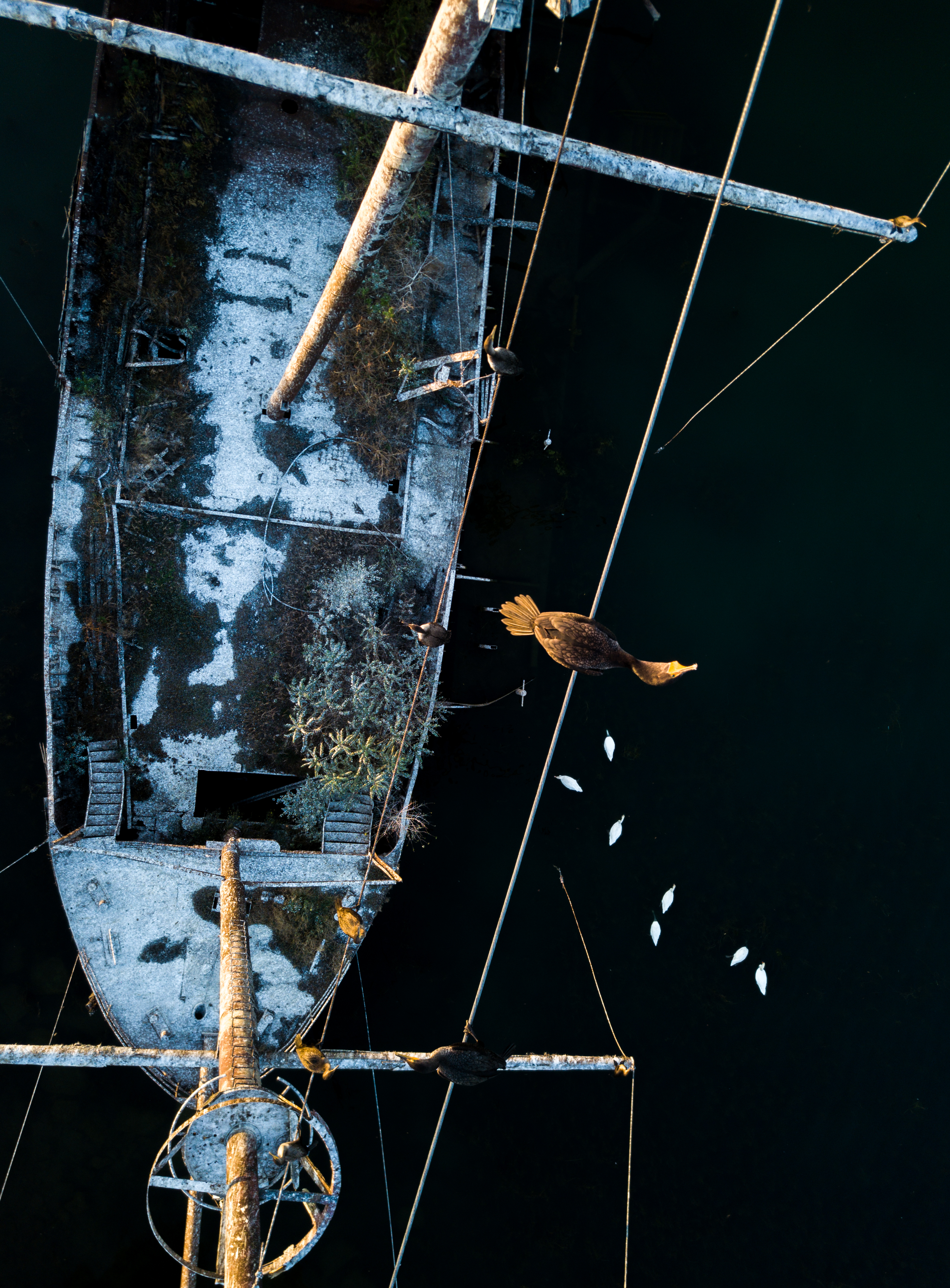 Cormorant shipwreck by Sean Stalteri @plotography