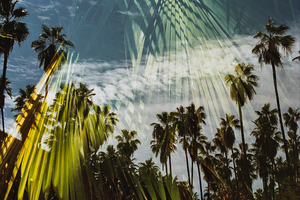 Palm Beach by Sophie Jane Vigneau