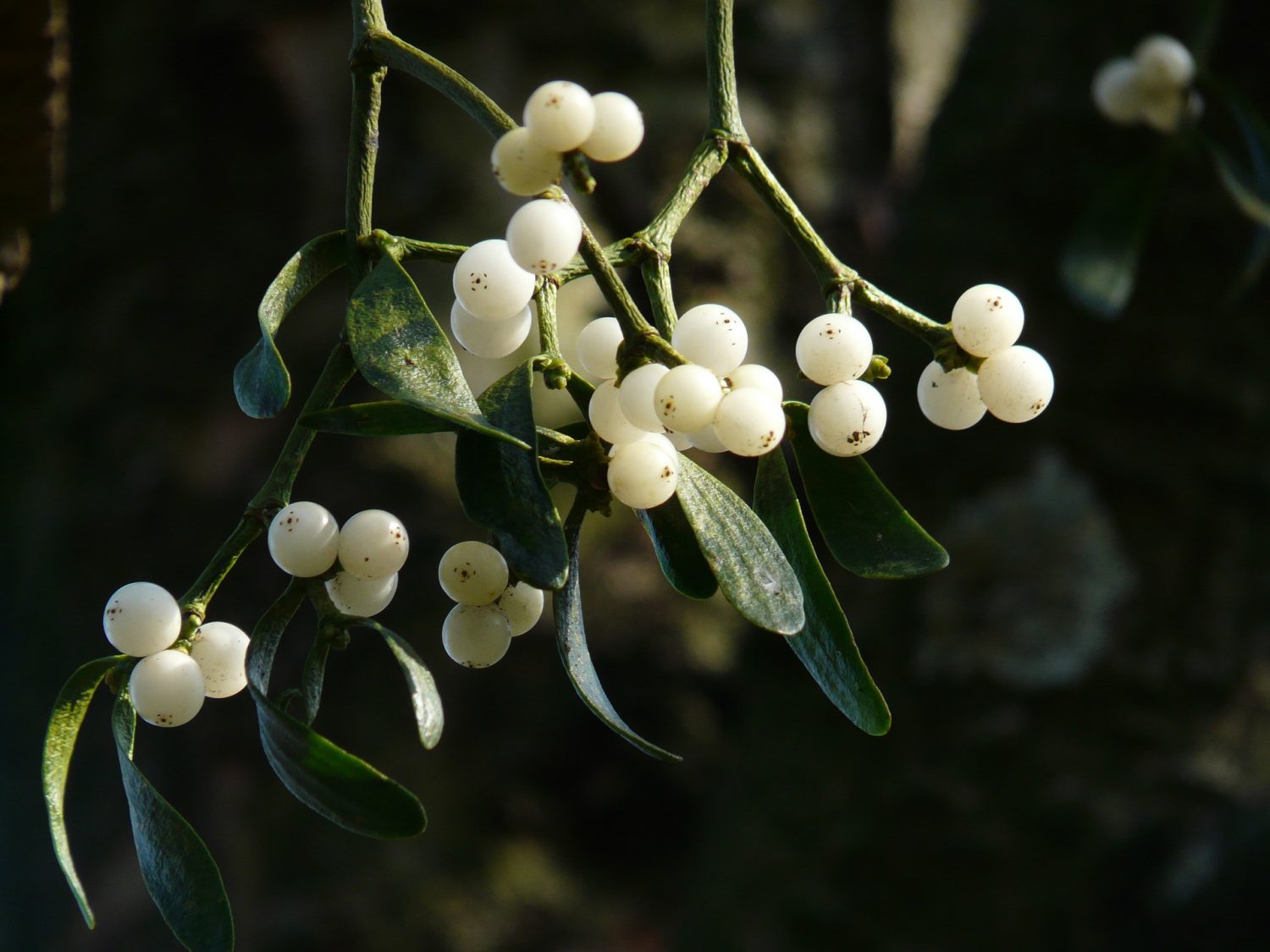 what-do-norse-gods-and-the-headless-horseman-have-to-do-with-mistletoe