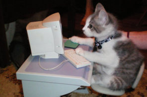 kitten using computer