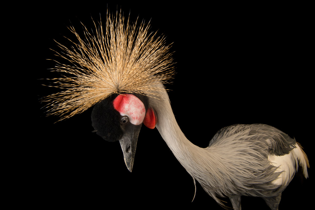 Joel Sartore and the Mission to Photograph Every Captive Species on Earth