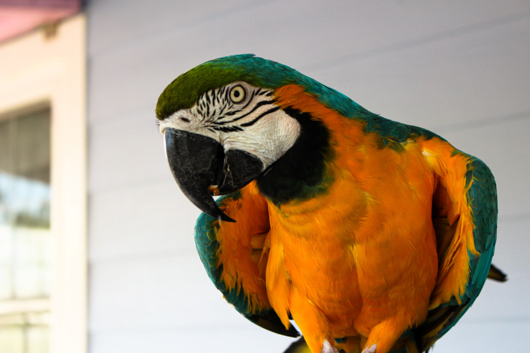 Abaco the parrot