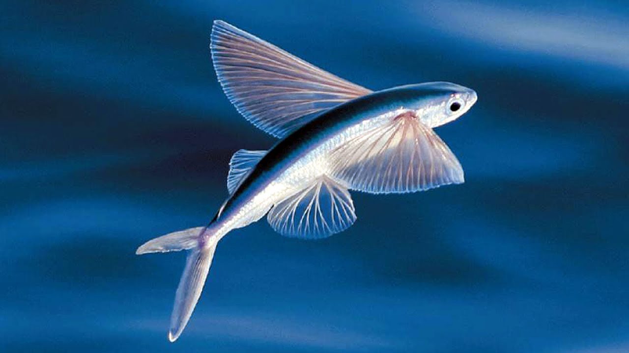 flying-fish » Whalebone