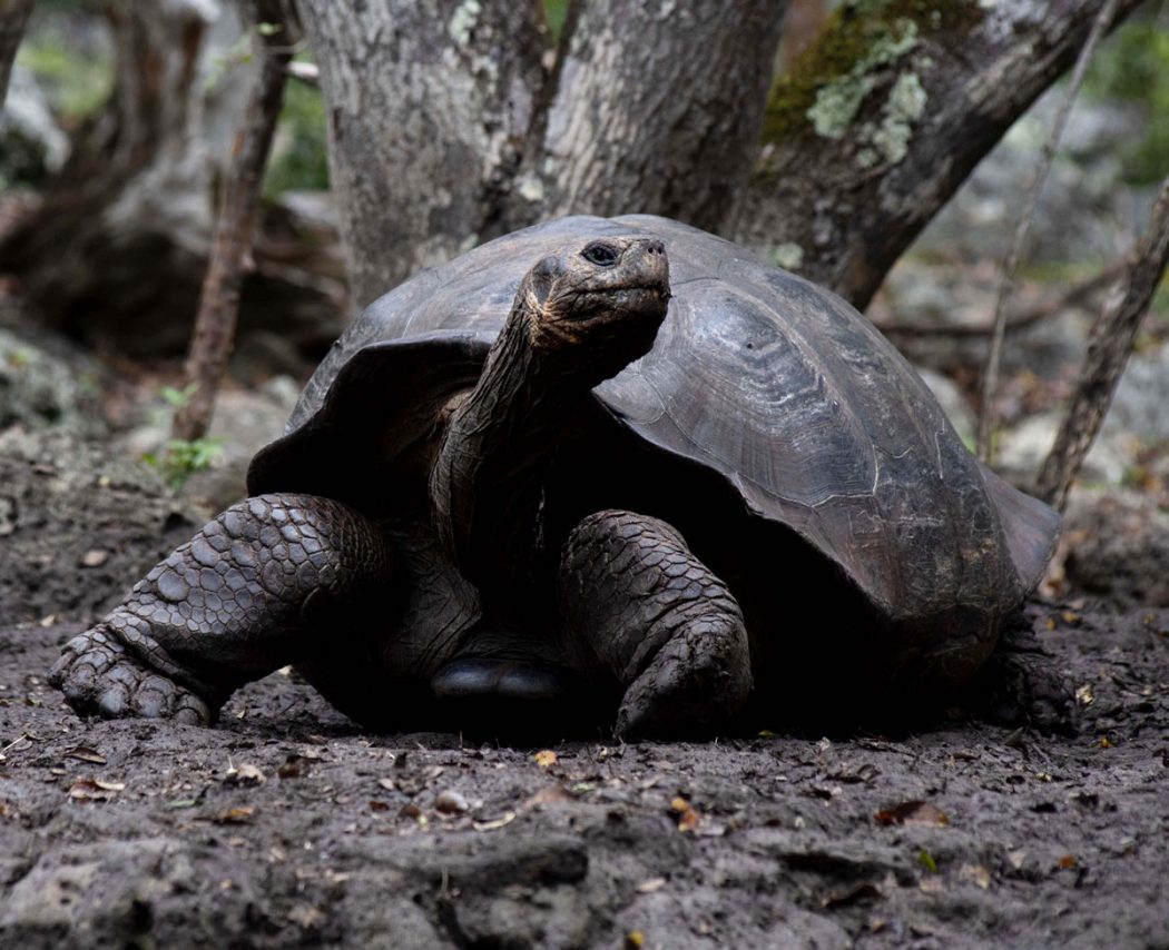 The Galápagos Islands might not have a canary in a coal mine, but there ...