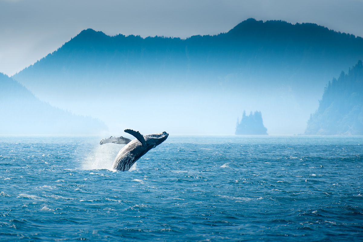 Whalebone bay