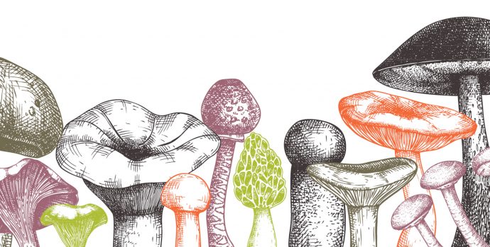 merlin sheldrake mushrooms