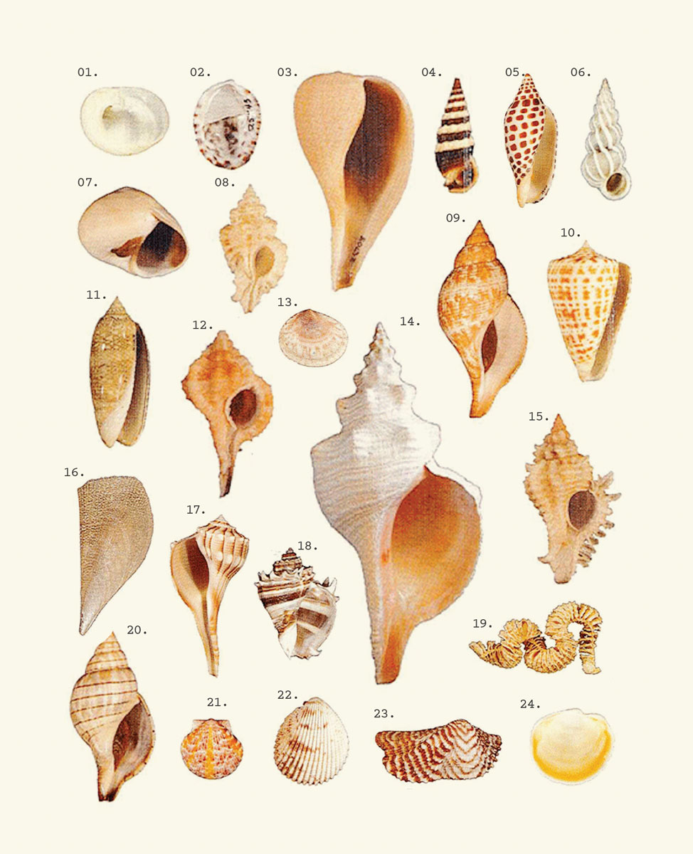 Illustrative diagram of a variety of seashells