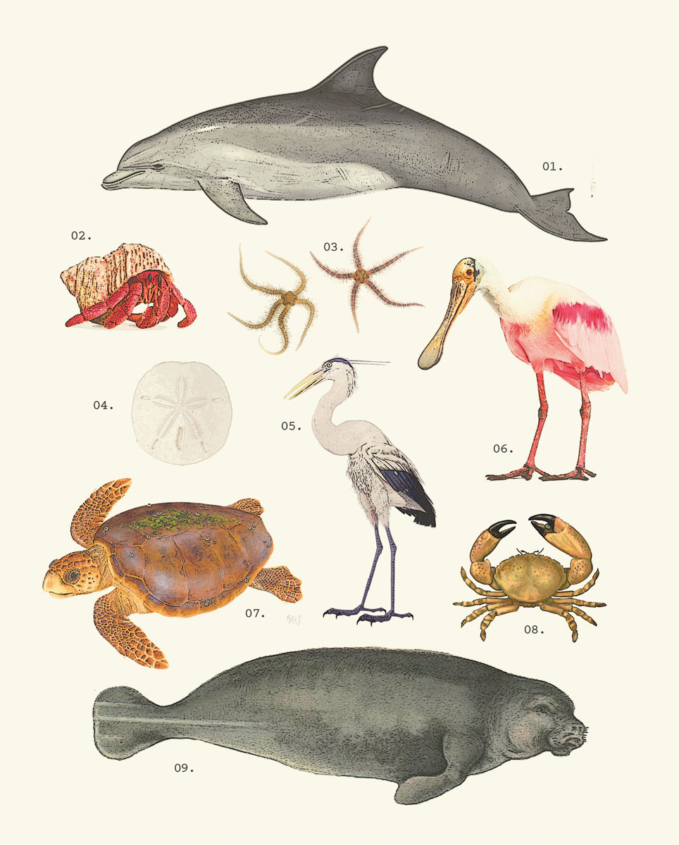 Illustrative diagram of a variety of sea creatures
