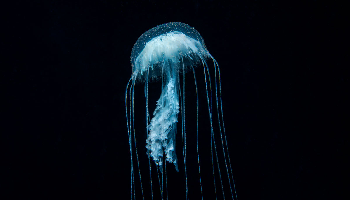 Photograph by Richard Barnden of bioluminescent jellyfish in dark black water