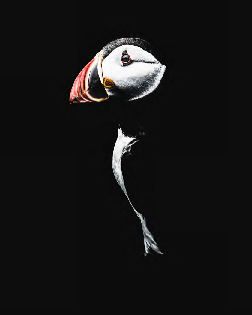 Photograph by Donal Boyd of a puffin against a black background