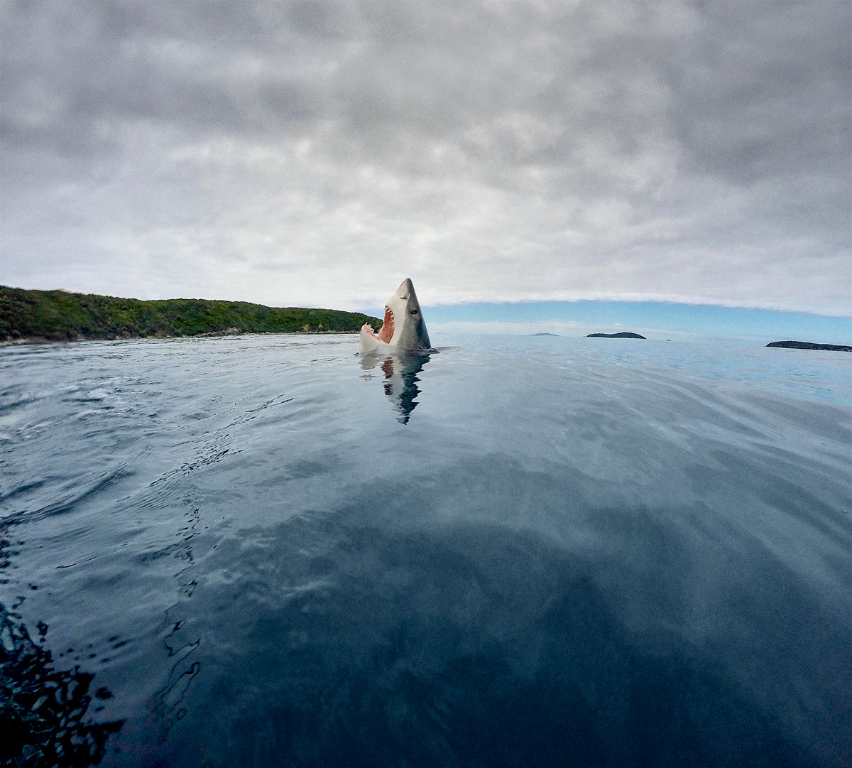 Photograph by Mike Coots of a Great White shark poking head out of water in New Zealand