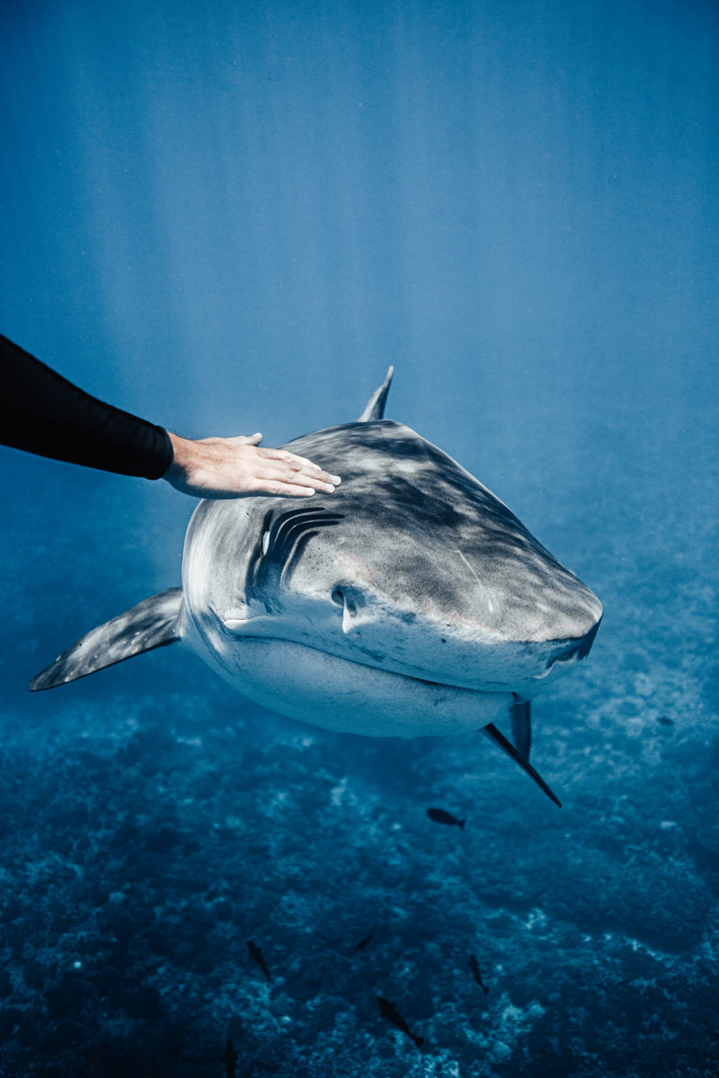Photograph by Ryan Borne of a tiger shark being touched on the forehead by a human diver