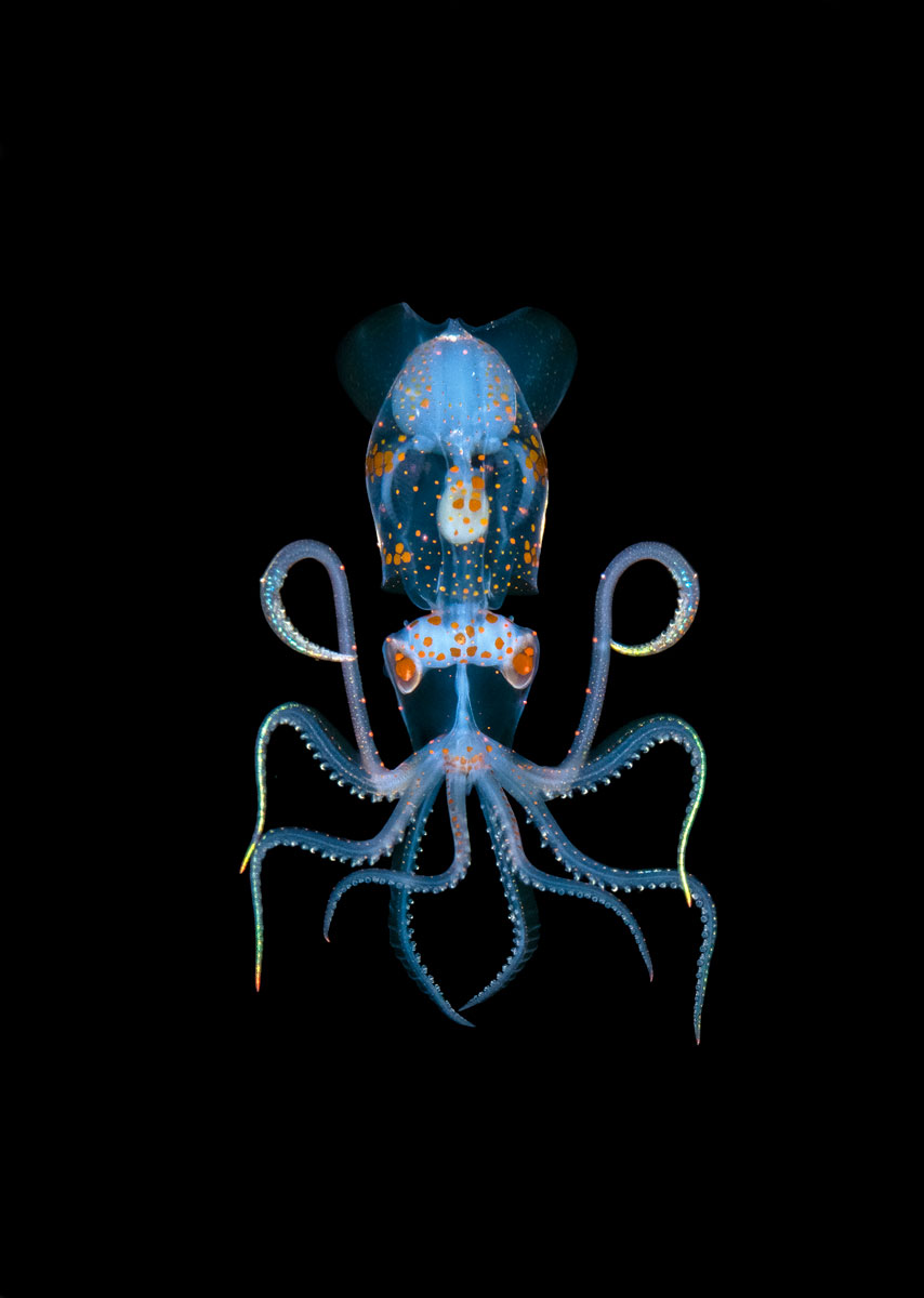 Photograph by Steven Kovacs of a young sharpear enope squid, Ancistrocheirus lesueurii