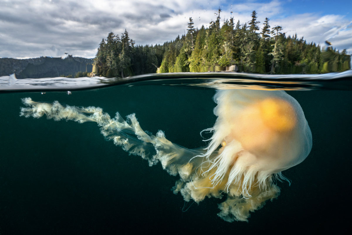 Photograph of moon jellyfish in the waters of the Great Bear Sea captured by Cristina Mittermeir
