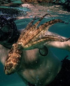 Craig and octopus
