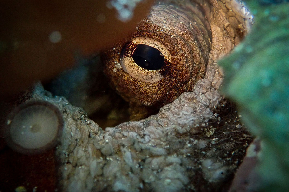 Close up octopus eye