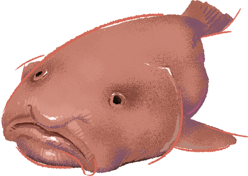 Illustration by Brittany Norris of a blobfish