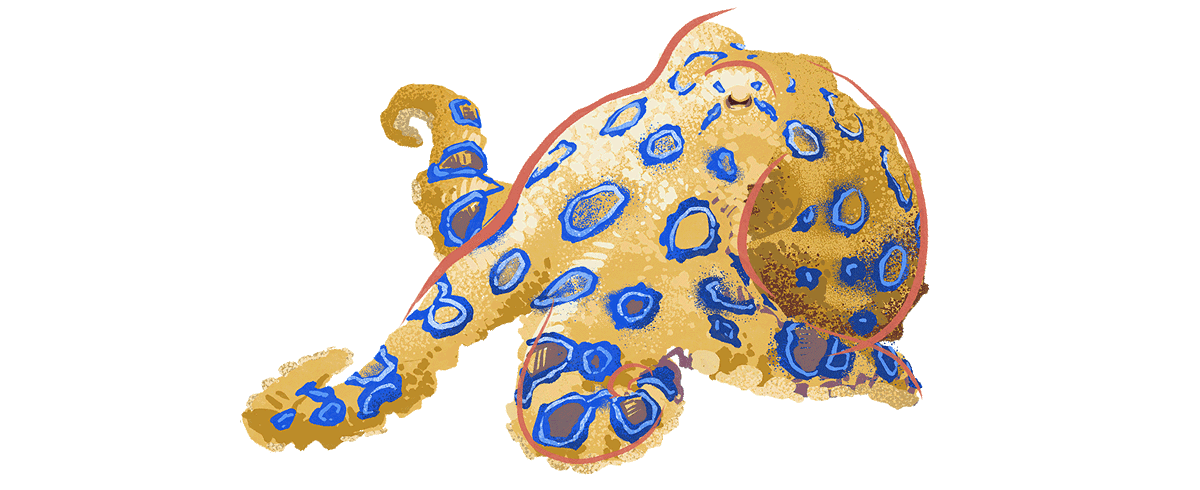 Illustration by Brittany Norris of a blue-ringed octopus