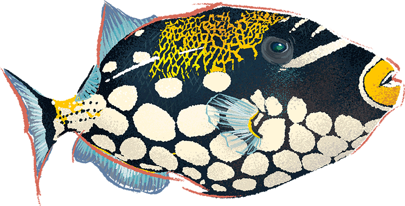 Illustration by Brittany Norris of a clown triggerfish