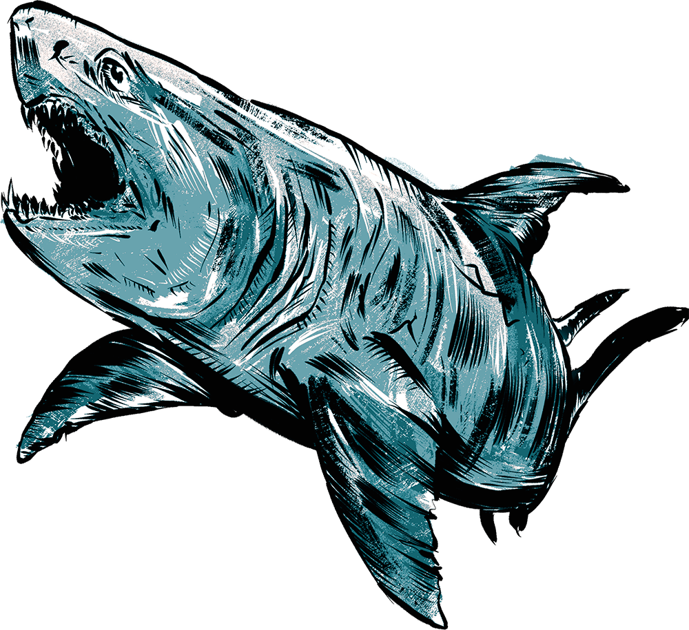 Ginsu shark illustrated by Zack Causey as part of the Sea Monster of the Midwest for Whalebone Magazine