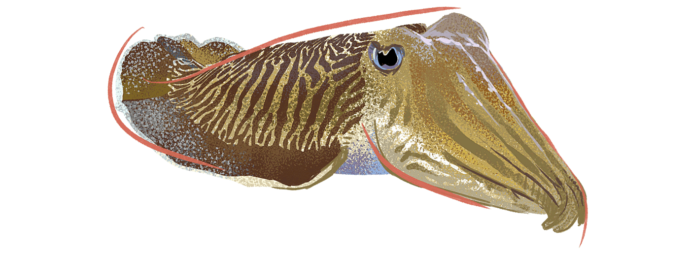 Illustration by Brittany Norris of a cuttlefish