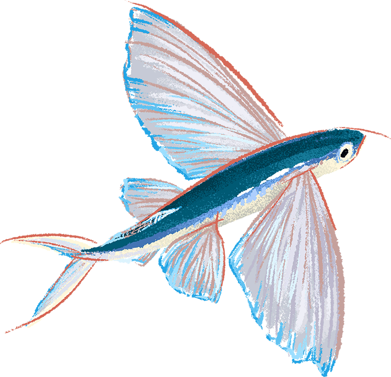 Illustration by Brittany Norris of a flying fish