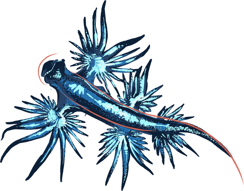 Illustration by Brittany Norris of a glaucus atlanticus