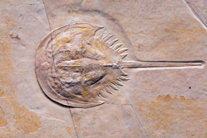 horseshoe fossil