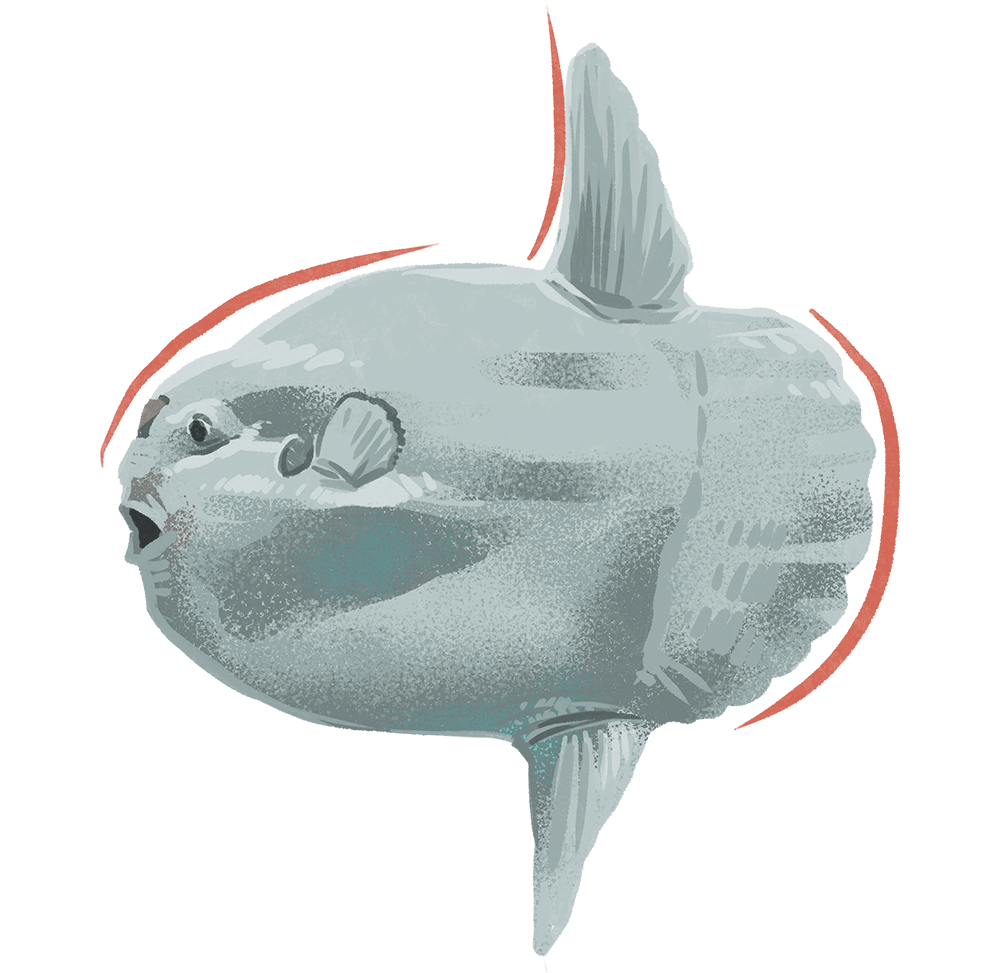 Illustration by Brittany Norris of a mola mola