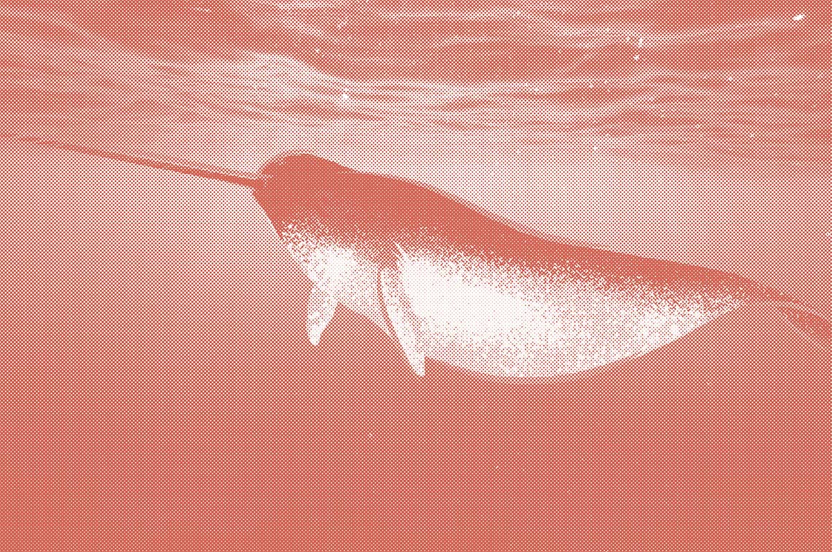 The Whalebone Field Guide to Strange & Unusual Sea Life