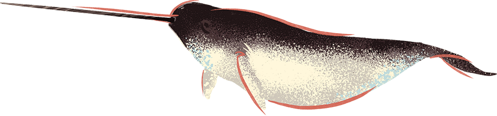 Illustration by Brittany Norris of a Narwhal