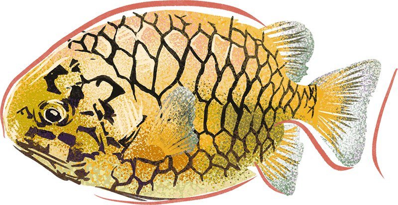 Illustration by Brittany Norris of a pineapple fish