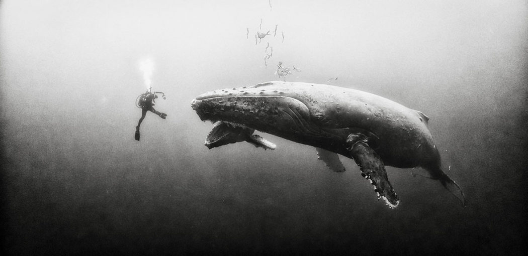 photograph by Anuar Patjane of Diver with blue whale mother and calf